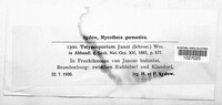 Image of Tolyposporium junci